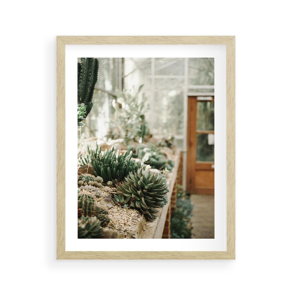 Plakat w ramie 40x50 - Sukulenty w Szklarni - sukulenty, w szklarni - rama drewno