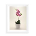 Plakat w ramie 50x70 - Delikatność storczyka orchidei - storczyk, orchidea - rama biała
