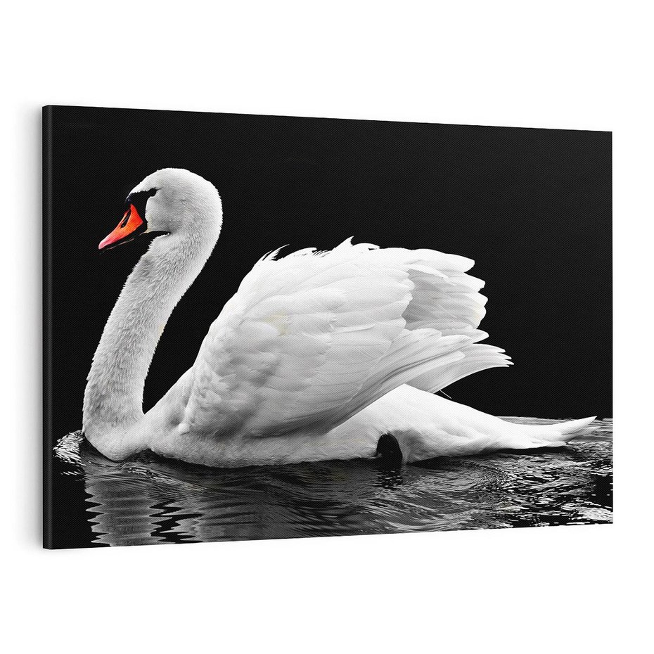 Obraz na płótnie 100x70 - Delikatne Uderzenie Skrzydeł Łabędzia - łabędź, ptak