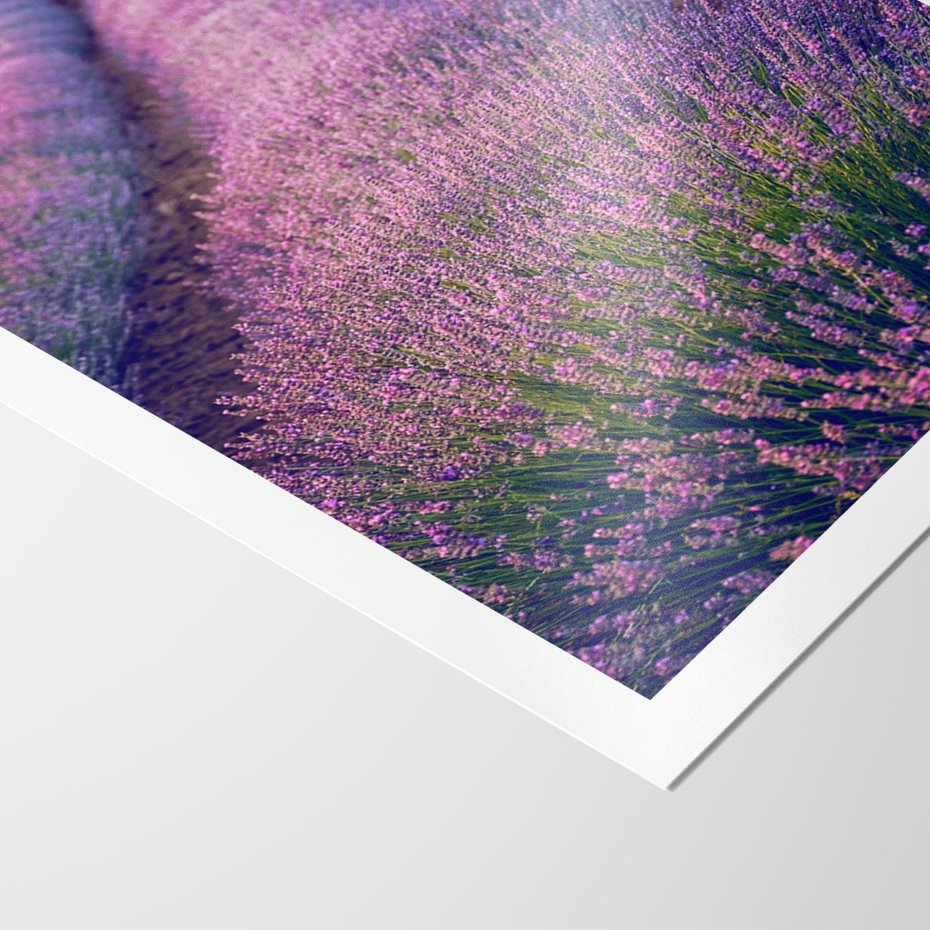 Plakat bez ramy 50x70 - Pole Lawendy w Pełnej Krasie - pole lawendy, kompozycja