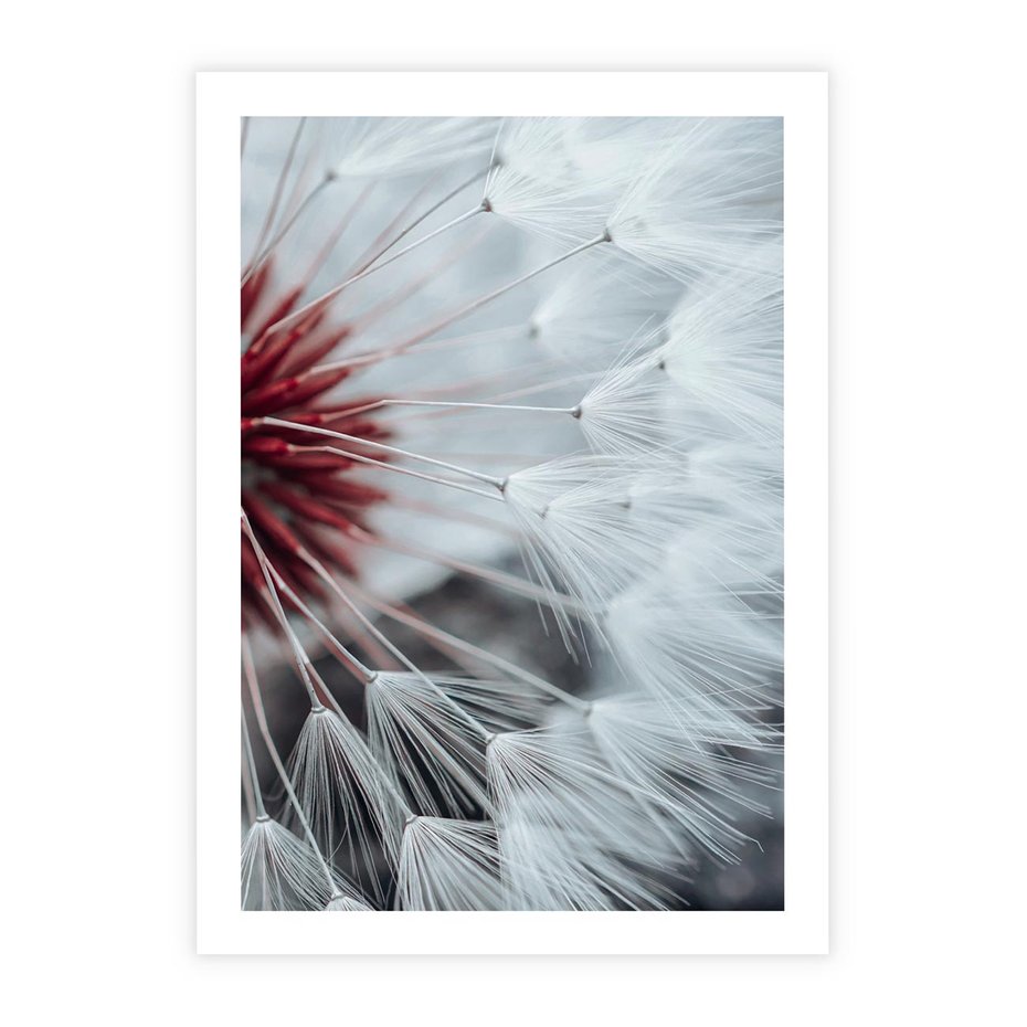 Plakat bez ramy 50x70 - Makro świat dmuchawca - dmuchawiec, makro