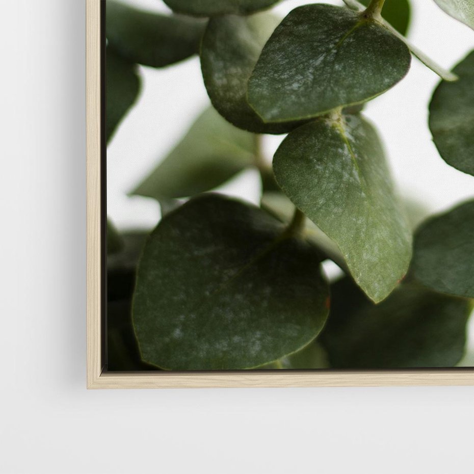 Obraz w ramie 80x80 - Zielone eukaliptusy - eukaliptus, liście - rama drewno
