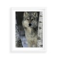 Plakat w ramie 40x50 - Wilk w Zimowym Lesie - wilk, las - rama biała