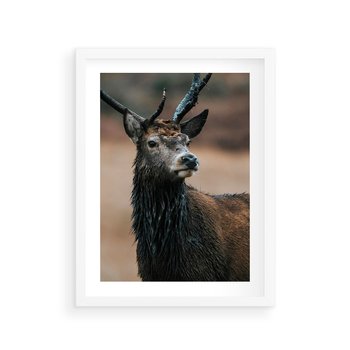 Plakat w ramie 40x50 - Spokojny jeleń - jeleń, las - rama biała