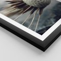 Plakat w ramie 30x40 - Makro Dmuchawiec - dmuchawiec, zbliżenie - rama czarna