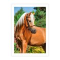 Plakat bez ramy 21x30 - Elegancki wierzchowiec - koń, portret