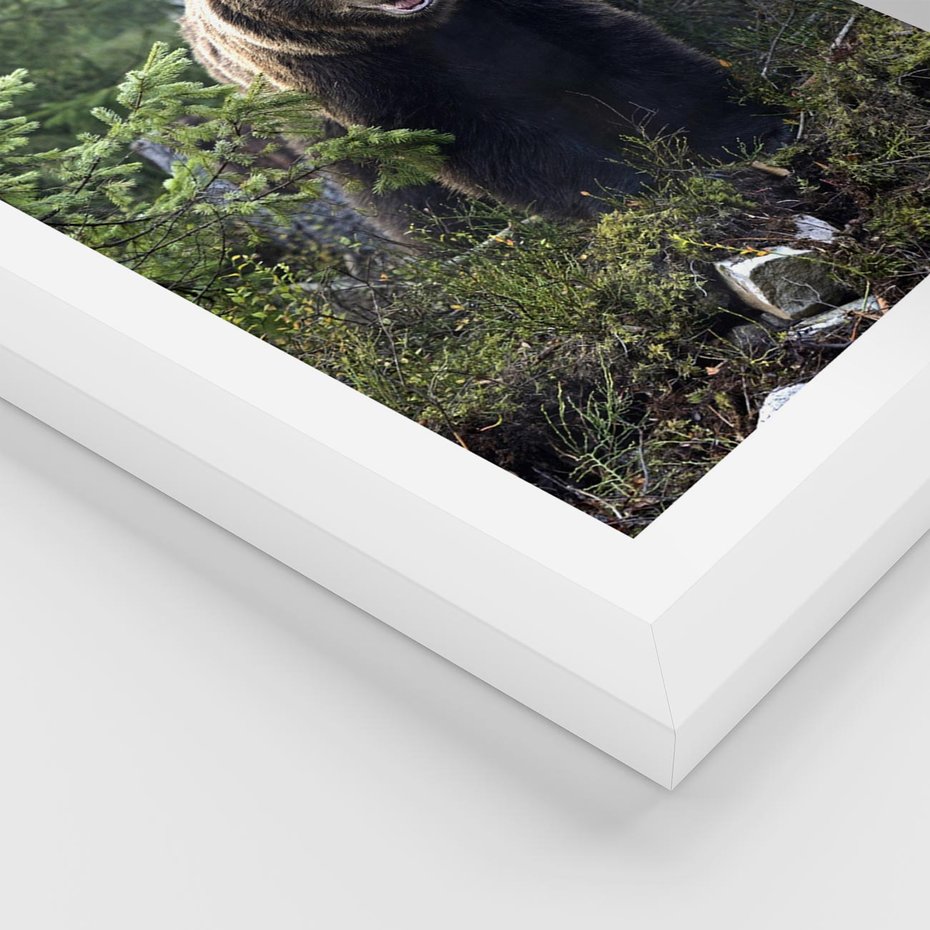 Plakat w ramie 50x70 - Spotkanie z Niedźwiedziem w Lesie - niedźwiedź, las - rama biała