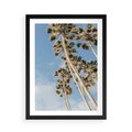 Plakat w ramie 50x70 - Pod Niebem Palmy - palmy na niebieskim niebie - rama czarna