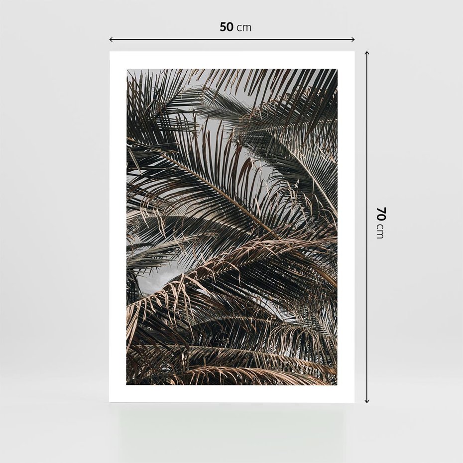 Plakat bez ramy 50x70 - Liściaste Palmy - palmy, drzewa palmowe