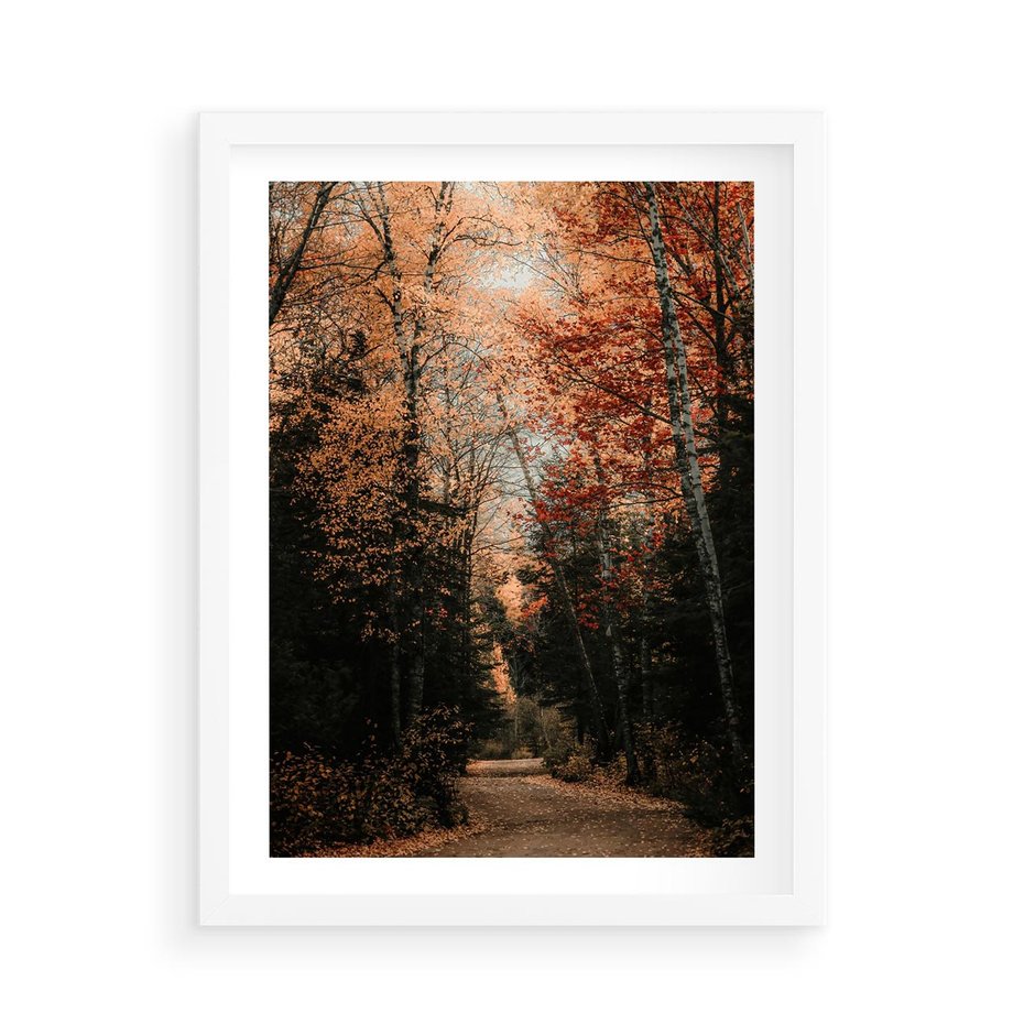 Plakat w ramie 50x70 - Drzewa w Czerwonych Liściach - las, jesienny las - rama biała