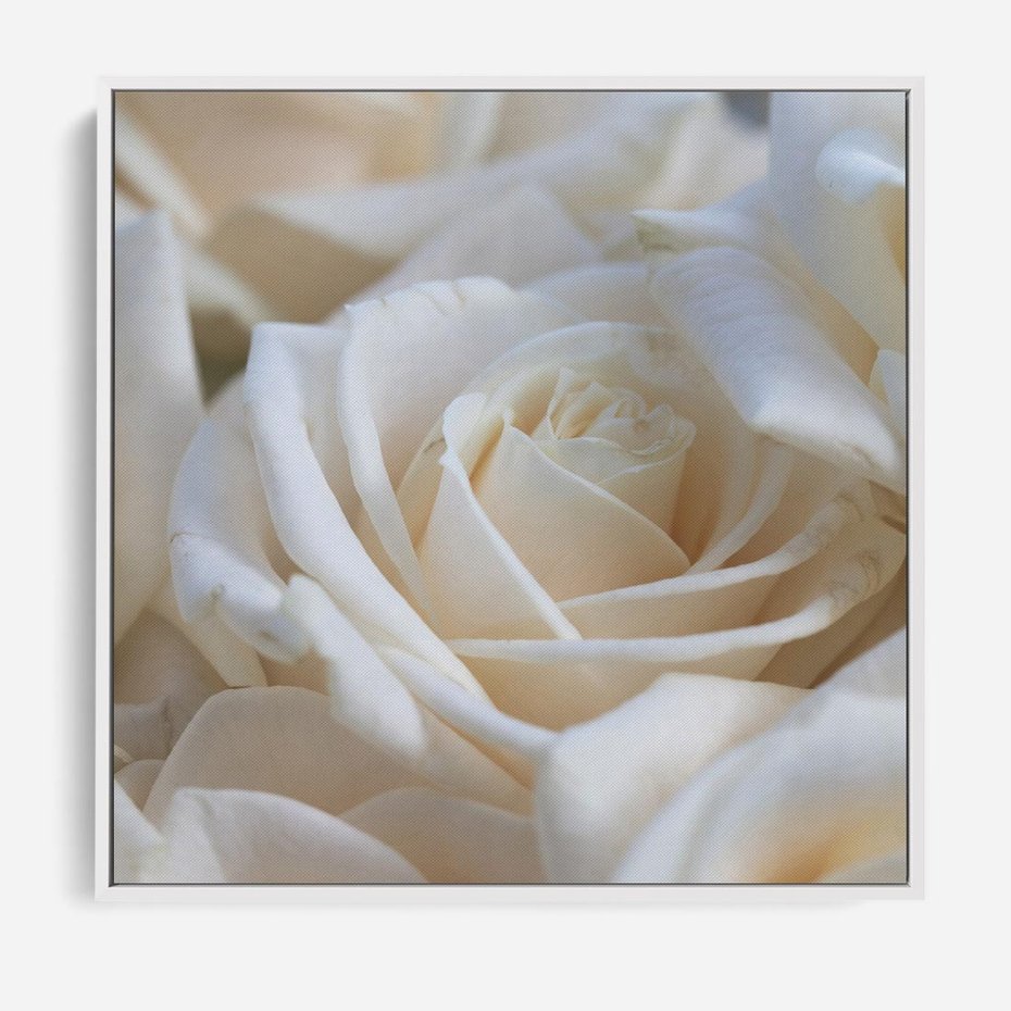 Obraz w ramie 80x80 - Białe róże piękności - białe, róże - rama biała