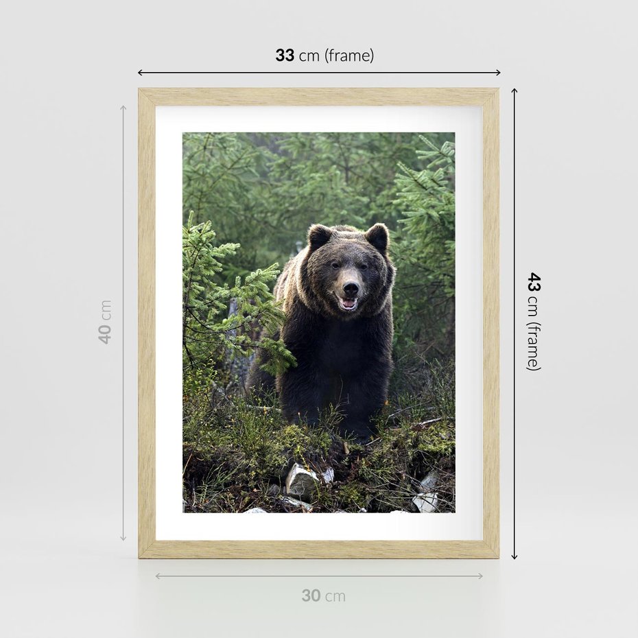 Plakat w ramie 30x40 - Spotkanie z Niedźwiedziem w Lesie - niedźwiedź, las - rama drewno