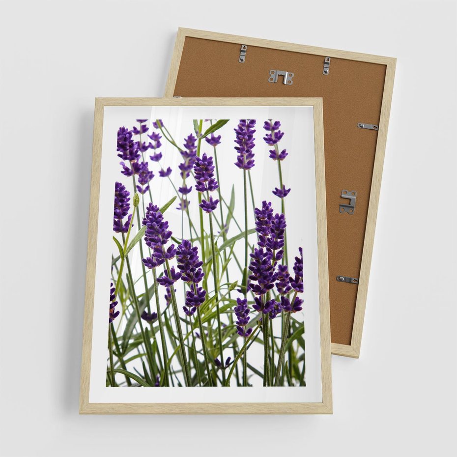 Plakat w ramie 50x70 - Fioletowa harmonia lawendy - lawenda, fiolet - rama drewno
