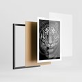 Plakat w ramie 50x70 - Tygrys Czarno-Biały: Siła i Delikatność - tygrys, czarno - rama czarna