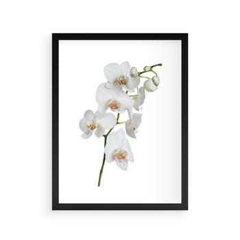 Plakat w ramie 30x40 - Ekskluzywny Relaks - storczyk, spa - rama czarna