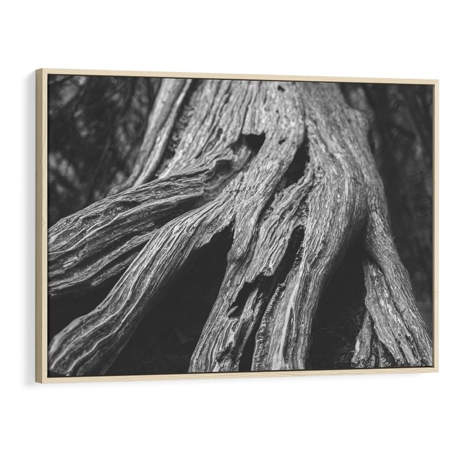 Obraz w ramie 70x50 - Siła Natury - czarno biała fotografia, korzenie wielkiego drzewa - rama drewno