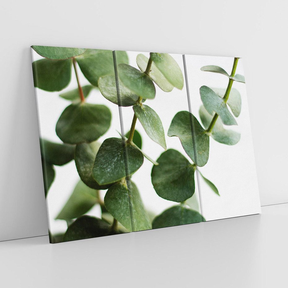 Obraz na płótnie 120x80 - Zielone eukaliptusy - eukaliptus, liście