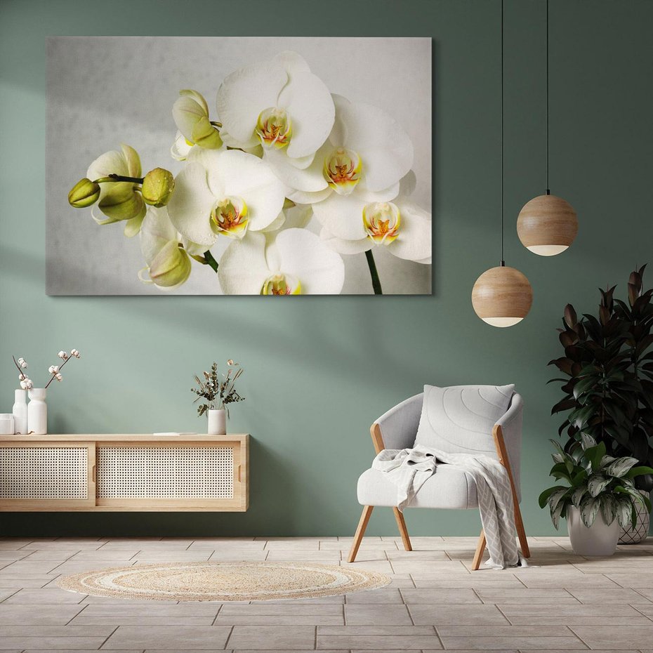 Obraz na płótnie 70x50 - Elegancka uroda orchidei - orchidea, kwiaty