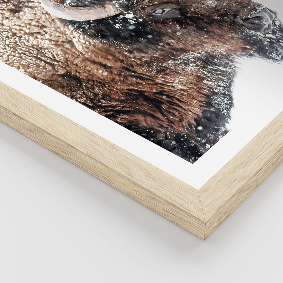 Plakat w ramie 50x70 - Obraz Dzikiej Przyrody w Śnieżnym Otoczeniu - żubr, śnieg - rama drewno