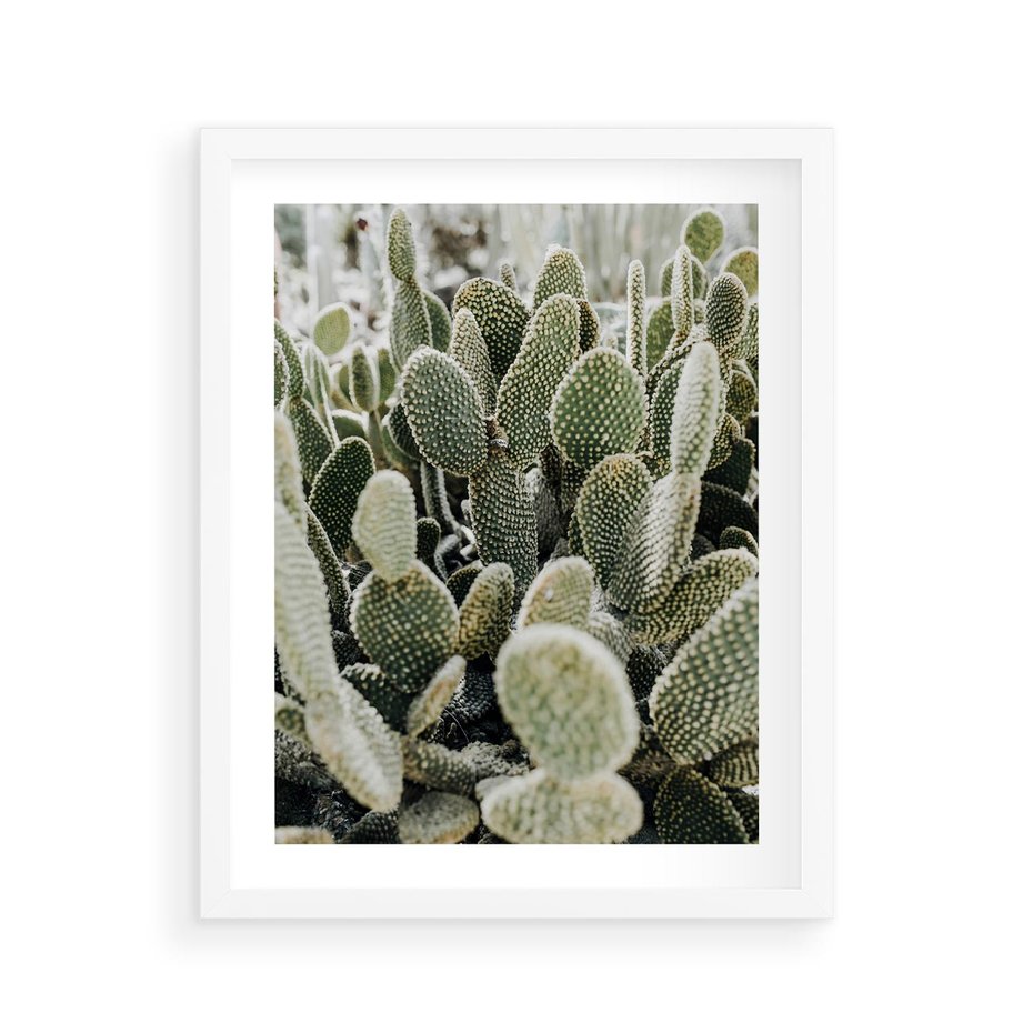 Plakat w ramie 40x50 - Kaktusowa Harmonia - kaktusy, fotografia - rama biała