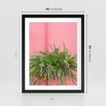 Plakat w ramie 40x50 - Fotografia Rośliny z Różowym Tłem - fotografia, zielona roślina na tle różwj ściany - rama czarna