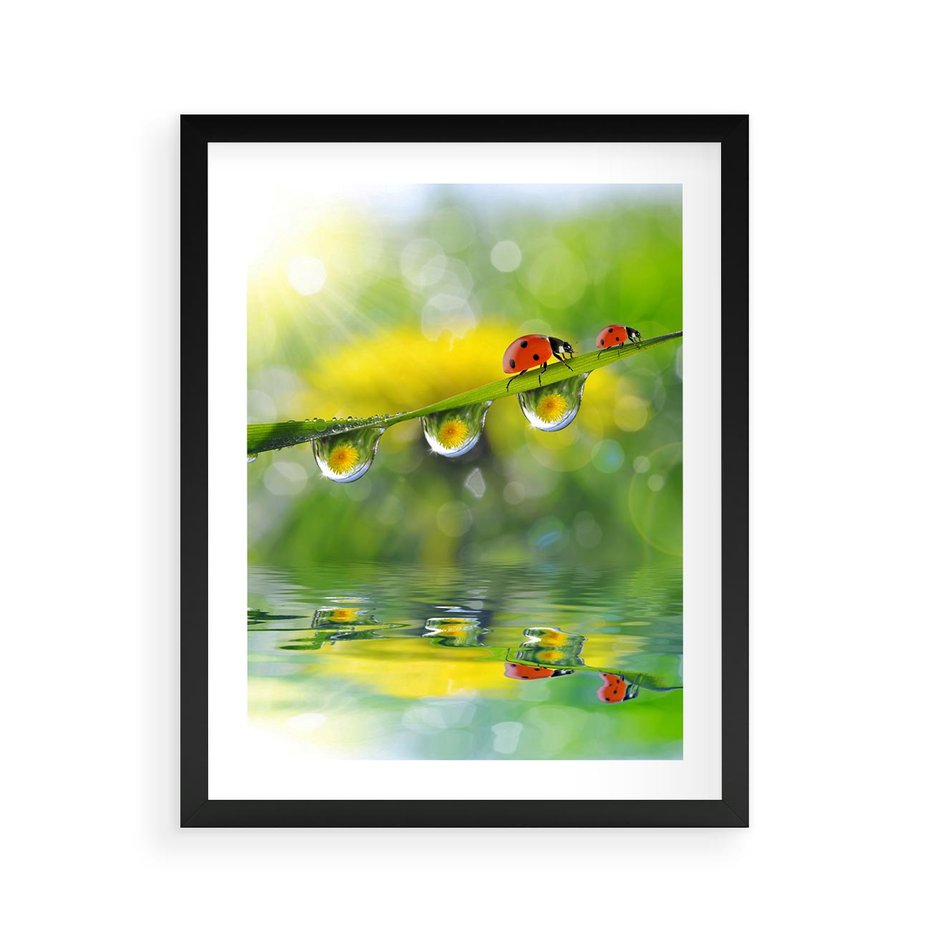 Plakat w ramie 40x50 - Deszczowa Biedronka - biedronka, deszcz - rama czarna