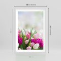 Plakat w ramie 50x70 - Tulipany w pełnym rozkwicie - tulipany, kwiaty - rama biała