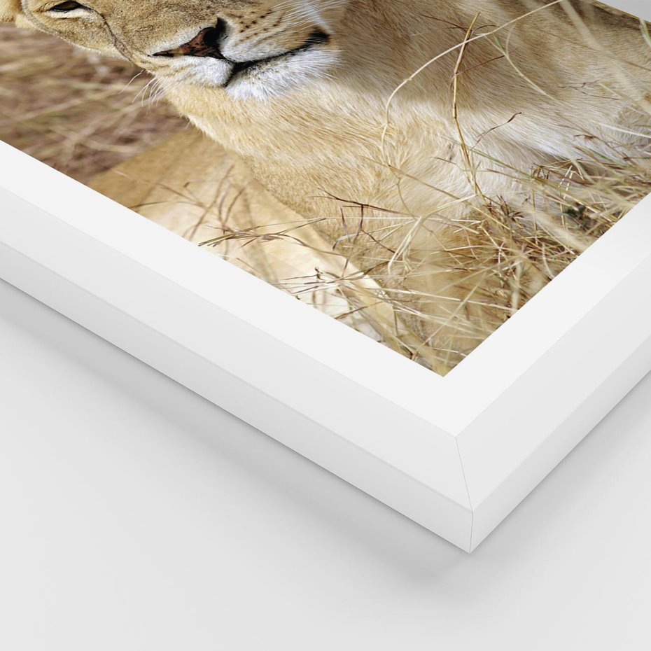 Plakat w ramie 50x70 - Potęga lwów w Afryce - lew, lwica - rama biała