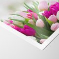 Plakat bez ramy 50x70 - Tulipany w pełnym rozkwicie - tulipany, kwiaty