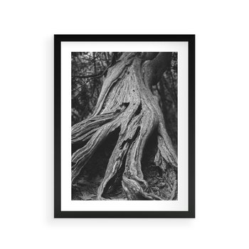 Plakat w ramie 50x70 - Siła Natury - czarno biała fotografia, korzenie wielkiego drzewa - rama czarna