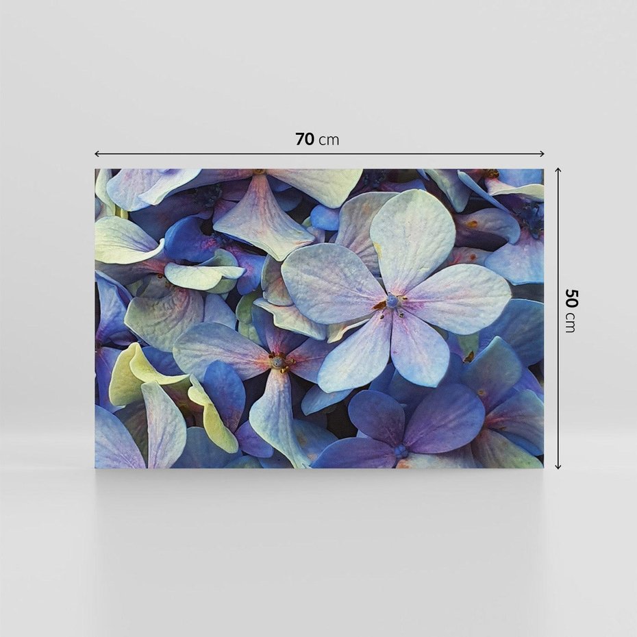 Obraz na płótnie 70x50 - Hortensja - delikatność kwiatów - hortensja, kwiaty