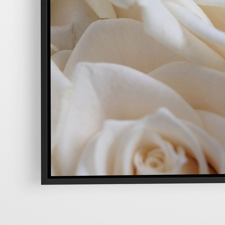 Obraz w ramie 70x100 - Białe róże piękności - białe, róże - rama czarna