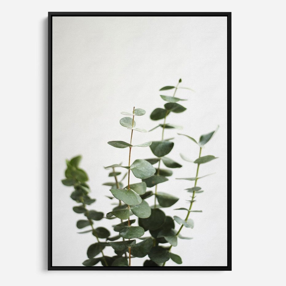 Obraz w ramie 50x70 - Żywa eukaliptusowa zieleń - eukaliptus, zielone - rama czarna