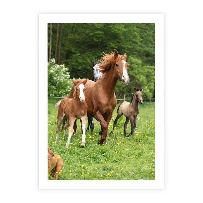 Plakat bez ramy 21x30 - Galopujące konie - konie, galop