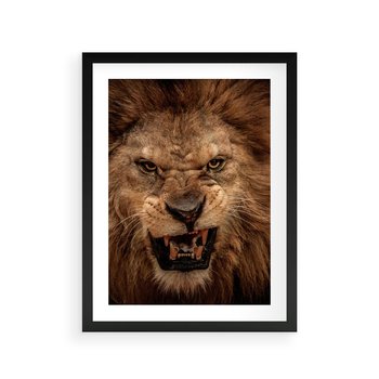 Plakat w ramie 40x50 - Władca Sawanny - lew, sawanna - rama czarna