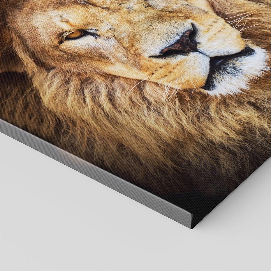 Obraz na płótnie 60x60 - Król zwierząt w majestatycznym stylu - lew, król