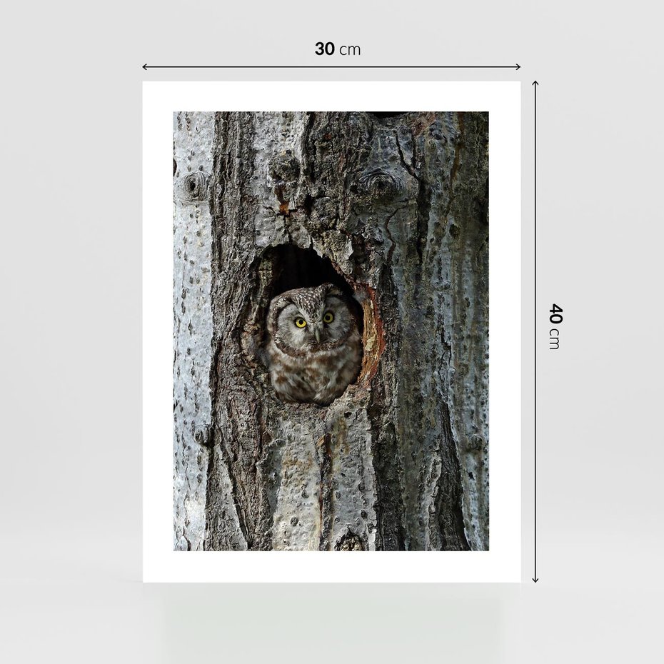 Plakat bez ramy 30x40 - Tajemniczy W świecie Nocy - sowa, dziupla