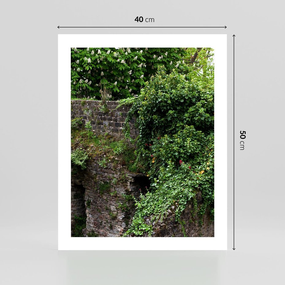 Plakat bez ramy 40x50 - Żywiołowa Zieleń - mur, liście