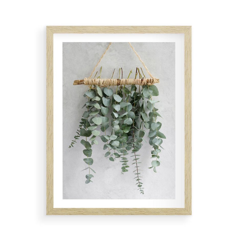 Plakat w ramie 50x70 - Uwodzicielska zieleń eukaliptusa - eukaliptus, zielone - rama drewno