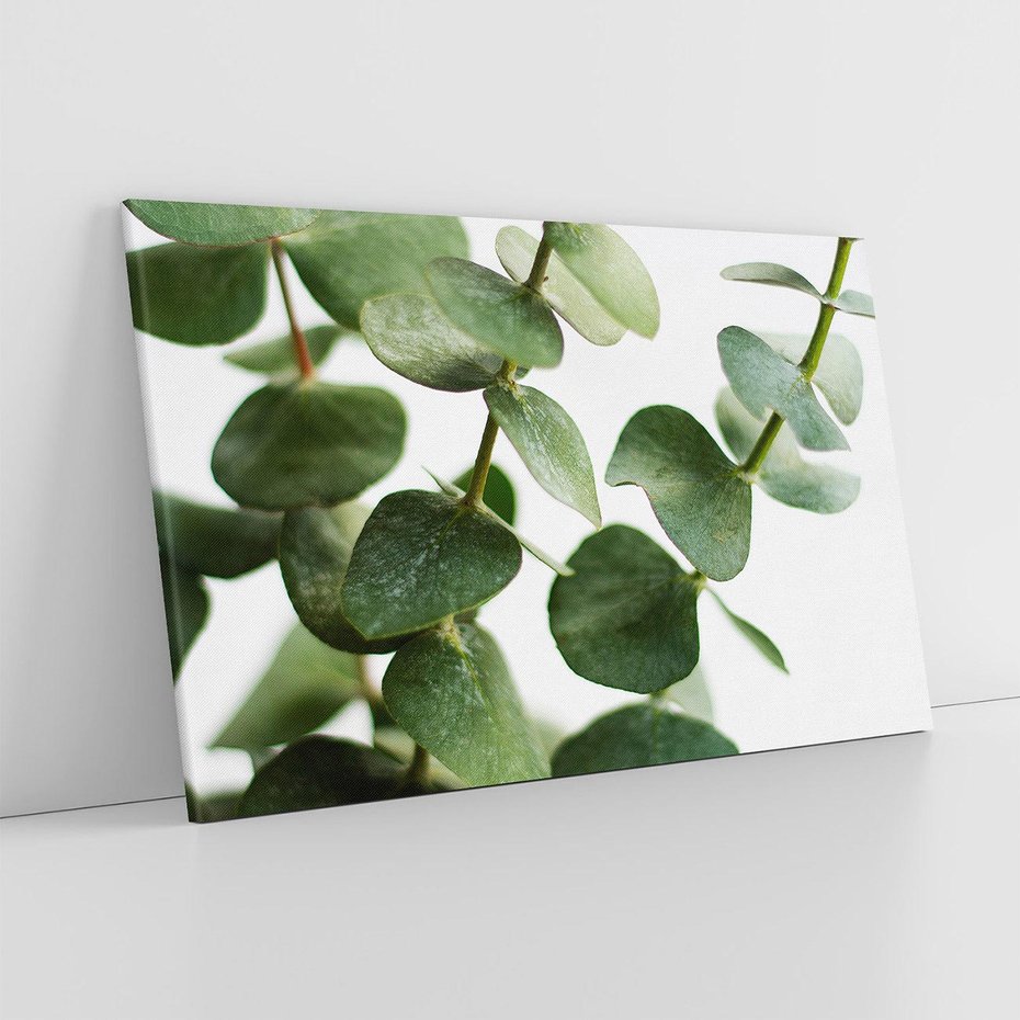 Obraz na płótnie 70x50 - Zielone eukaliptusy - eukaliptus, liście