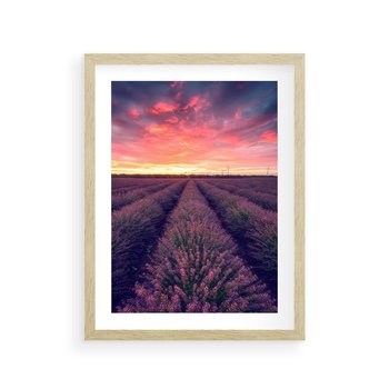 Plakat w ramie 40x50 - Różowe Niebo nad Polami - pola lawendy, zachód słońca - rama drewno