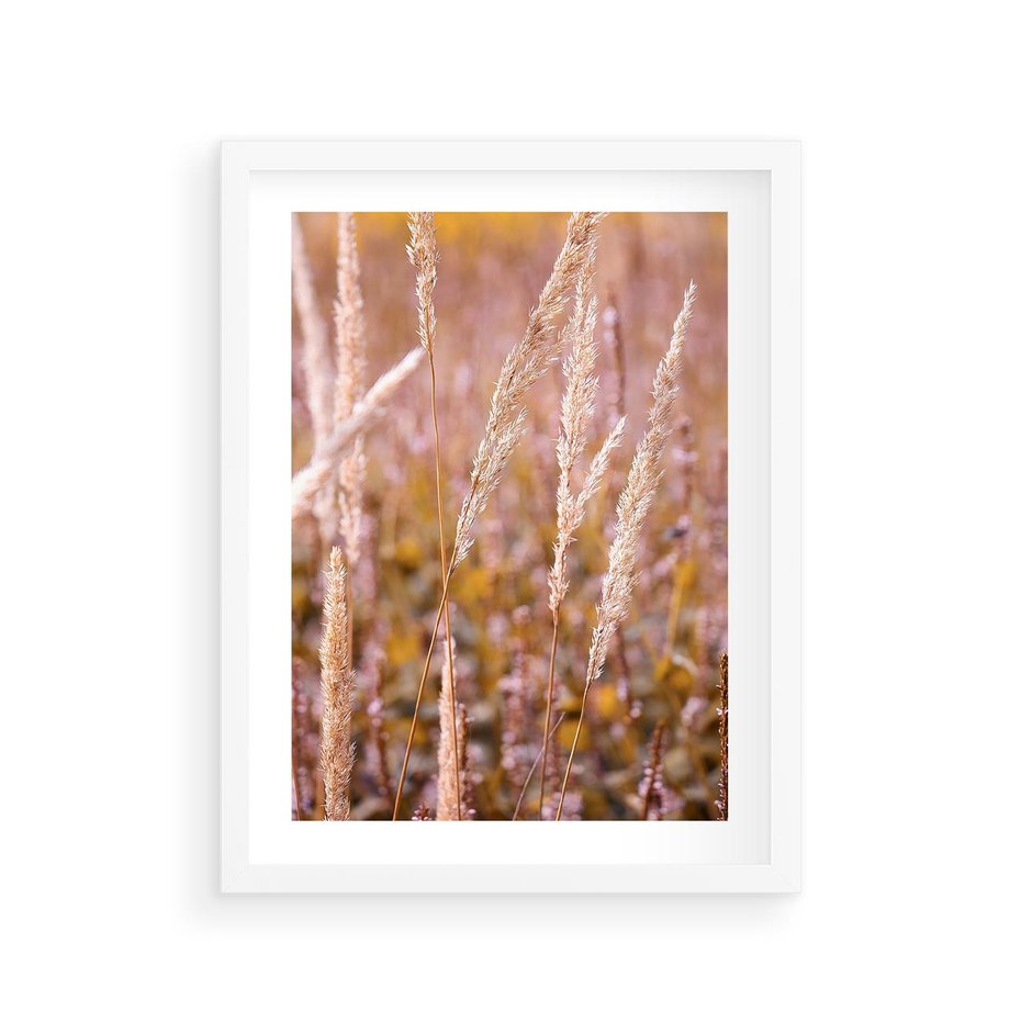 Plakat w ramie 30x40 - Sucha Trawa w Sierpniu - trawy, łąka - rama biała
