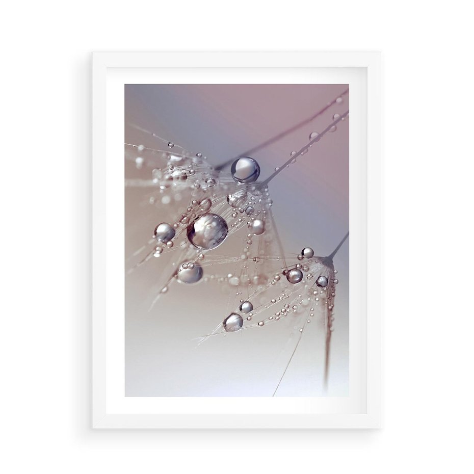 Plakat w ramie 50x70 - Delikatne Natchnienie - krople, dmuchawce - rama biała