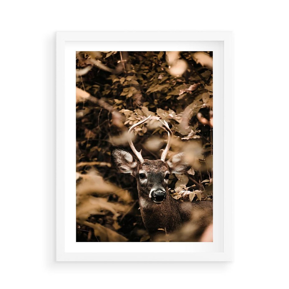 Plakat w ramie 50x70 - Jesienny Jeleń w Lesie - jeleń, w lesie - rama biała