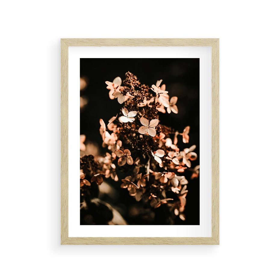 Plakat w ramie 30x40 - Hortensja - Suchy Kwiat w Sztuce - hortensja, suchy kwiat - rama drewno