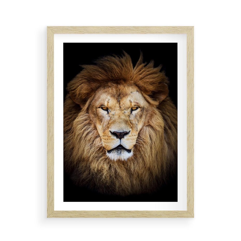 Plakat w ramie 50x70 - Król zwierząt w majestatycznym stylu - lew, król - rama drewno