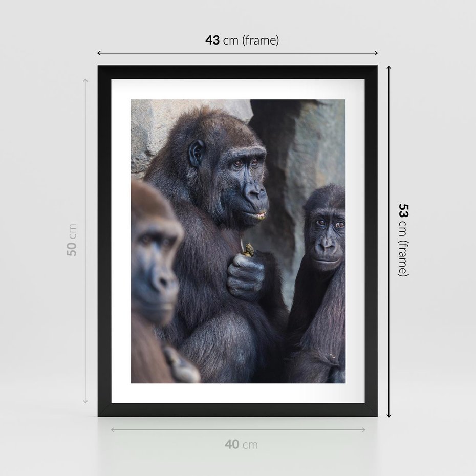 Plakat w ramie 40x50 - Małpy w ich naturalnym środowisku - małpy, szympansy - rama czarna