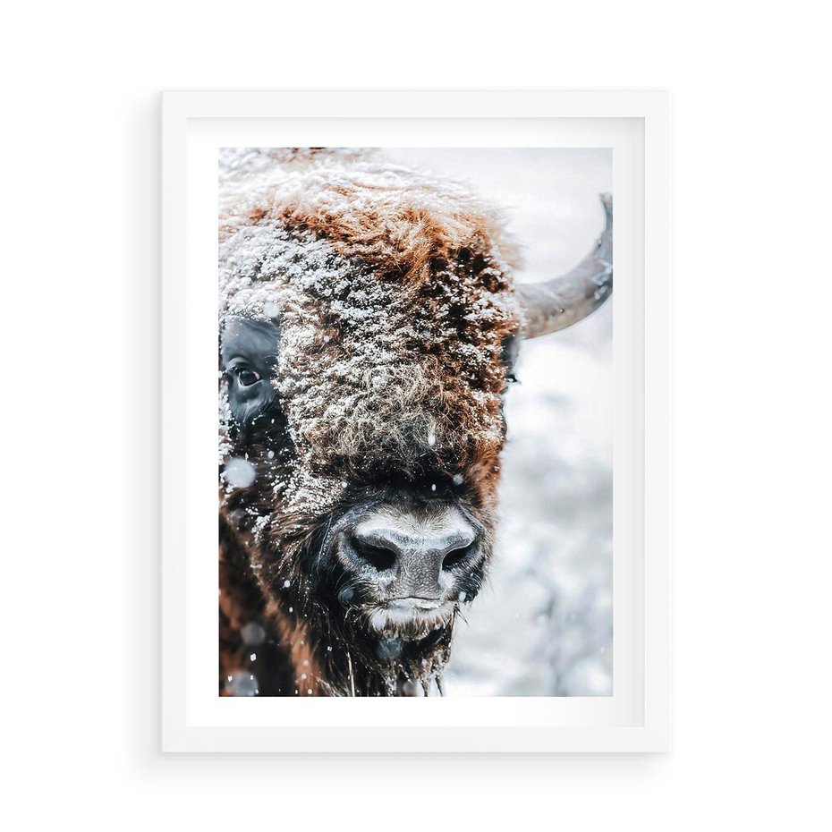 Plakat w ramie 50x70 - Żubr w Krainie Śniegu - żubr, zima - rama biała