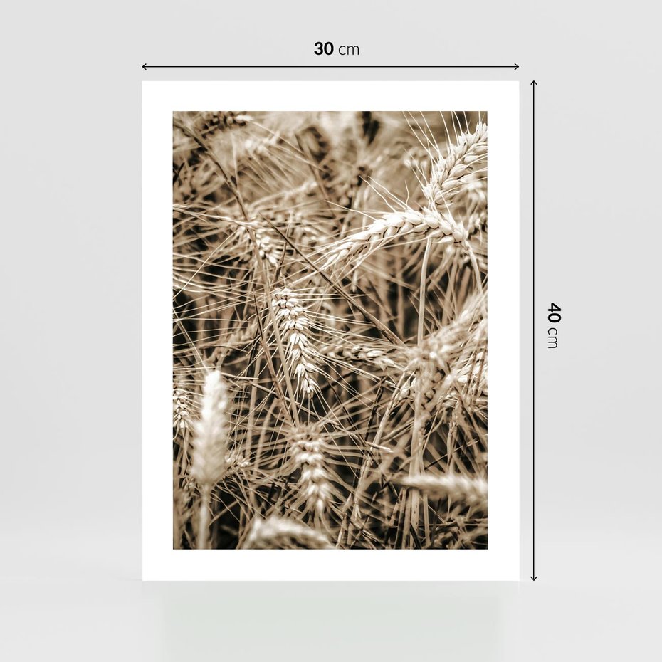 Plakat bez ramy 30x40 - Zbliżenie na Kłosy Zboża - zboża, kłosy zboża