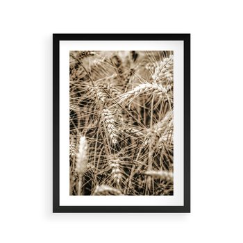 Plakat w ramie 50x70 - Zbliżenie na Kłosy Zboża - zboża, kłosy zboża - rama czarna